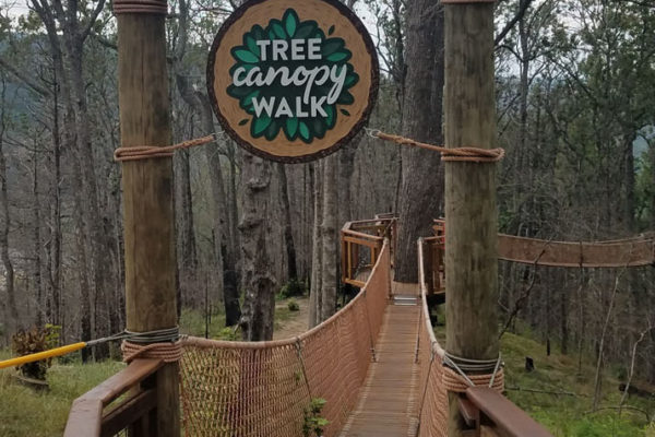 Tree canopy walk